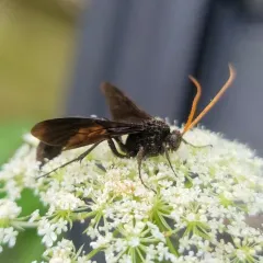 Thyreodon atricolor thumbnail 4