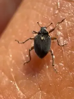 Phytobius leucogaster thumbnail 4