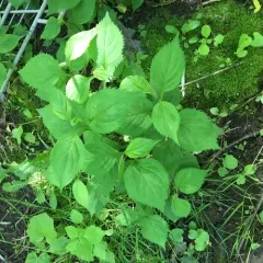 broad-leaved goldenrod thumbnail 4