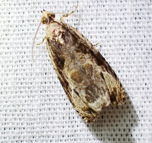 Bunchberry Leaffolder Moth