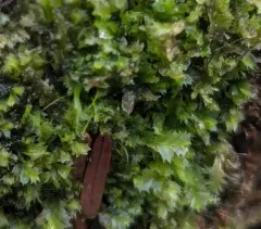 Bifid Crestwort thumbnail 2