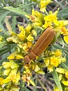 Rust-colored Beetle thumbnail 2