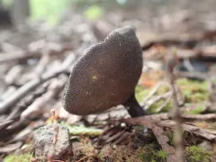 Helvella corium thumbnail 1