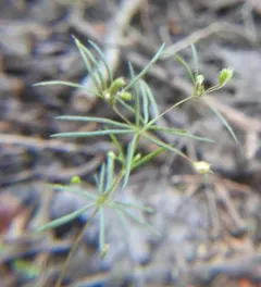 Harkness' flaxflower thumbnail 3