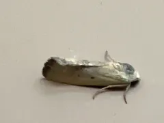 Ponometia tortricina thumbnail 3