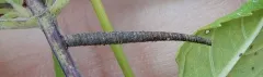 Coleophora monardella thumbnail 2