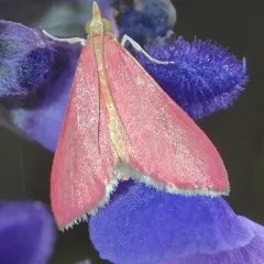 Inornate Pyrausta Moth thumbnail 4
