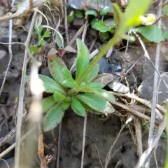 Canadian Summer Bluet thumbnail 2