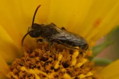 Sunflower Shortface thumbnail 3