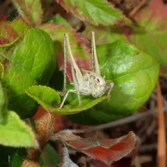 Brown-spotted Bush-cricket thumbnail 3