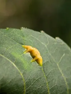 Phylloxera caryaevenae thumbnail 4