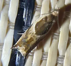Black-marked Ancylis Moth thumbnail 3