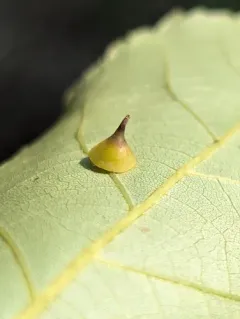 Hickory Smooth Gumdrop Gall Midge thumbnail 4
