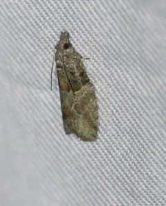 Epinotia pulsatillana thumbnail 2