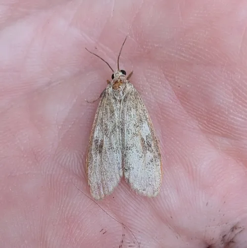 Bruceia pulverina
