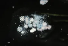Wallemia sebi thumbnail 3