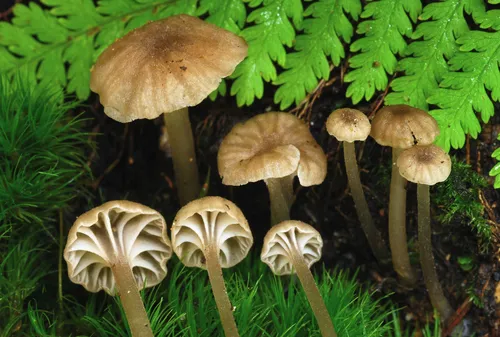 Entoloma rhodocylicioides