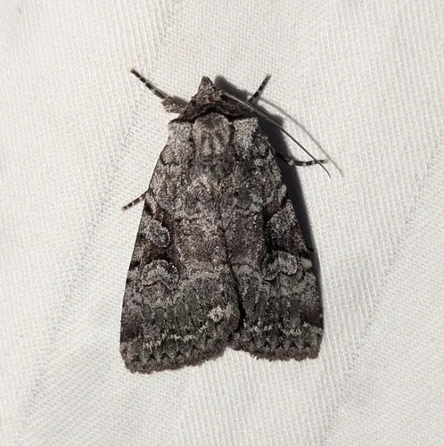 Xestia mustelina