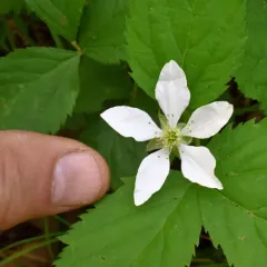 Allegheny blackberry thumbnail 3
