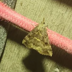 Large Snout thumbnail 3