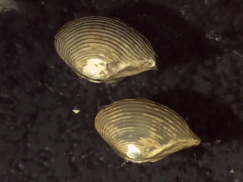 Sharp-point Nutclam