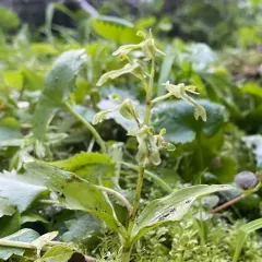 Northern twayblade thumbnail 3