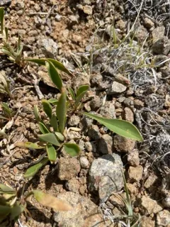 Front Range Beardtongue thumbnail 2