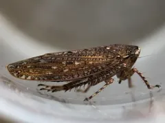 Texananus longipennis thumbnail 3