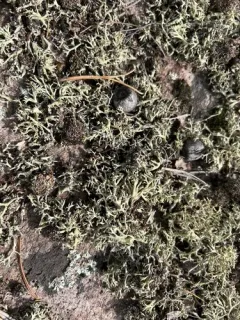 Prostrate Thorn Cladonia thumbnail 2