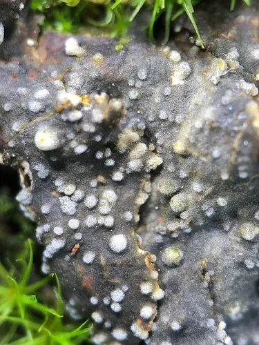 Refractohilum peltigerae