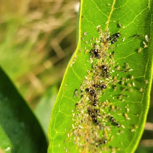 Dogwood-Milkweed Aphid