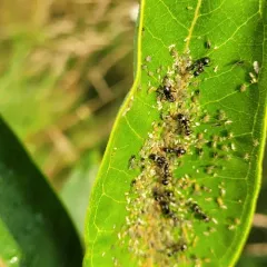 Dogwood-Milkweed Aphid thumbnail 1