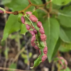 Bead-like Cottonwood Gall aphid thumbnail 4