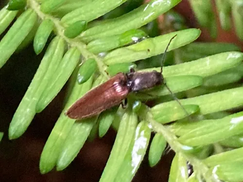 Sierra Click Beetle