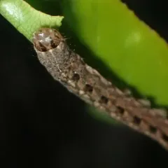Blueberry Budworm Moth thumbnail 4