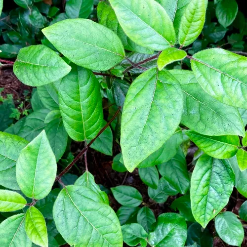 Laurustinus viburnum