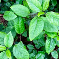 Laurustinus viburnum thumbnail 1