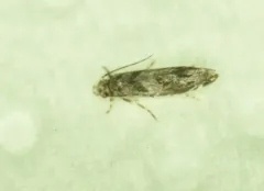 Dryadaula visaliella thumbnail 2