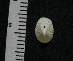 Noah's Keyhole Limpet thumbnail 3