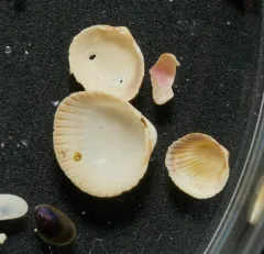 Ribbed Cockle thumbnail 2