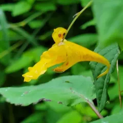 Touch-me-not Balsam thumbnail 4
