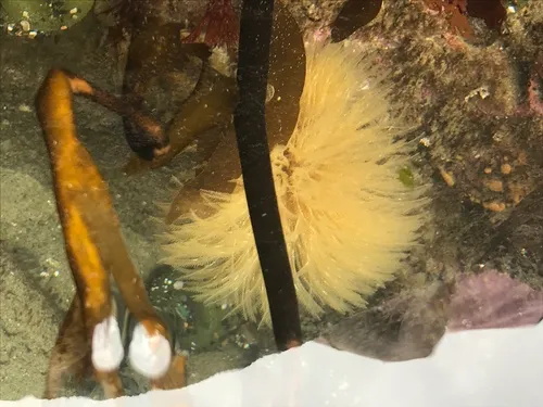 Giant Feather Duster Worm