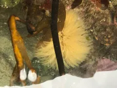 Giant Feather Duster Worm thumbnail 1