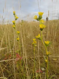 clustered goldenweed thumbnail 3