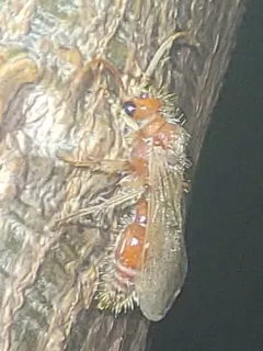 Odontophotopsis melicausa thumbnail 4