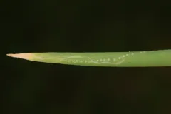 Onion Leafminer thumbnail 3