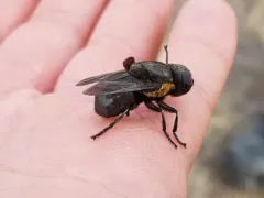 Cuterebra approximata thumbnail 2