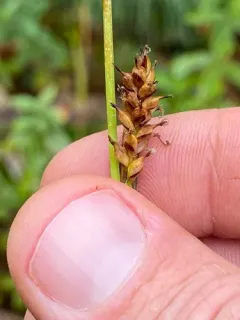 variable sedge thumbnail 1
