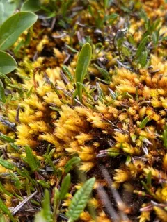 Acutetip Aulacomnium Moss thumbnail 3
