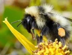 Golden-belted Bumble Bee thumbnail 4